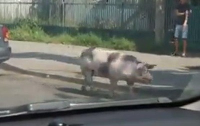 У Вінниці свиня втекла з причепа авто посеред дороги
