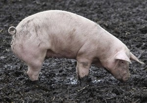 МВД: В Харьковской области свинья до смерти напугала хозяина