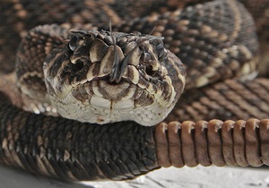 Гремучая змея укусила покупателя в магазине Wal-Mart