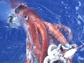 Глубоководные кальмары практикуют агрессивный секс