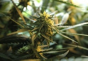 В Калифорнии обнаружили  посевы марихуаны стоимостью 1,7 млрд долларов