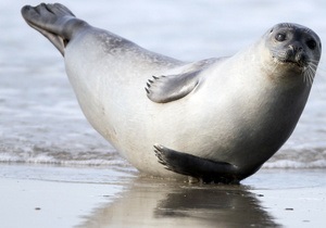 Тюлени помогли американцу объясниться в любви