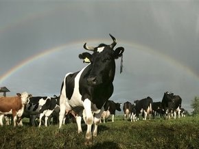 В День вегетарианца немцы посчитали, сколько животных мог бы спасти отказ от мяса