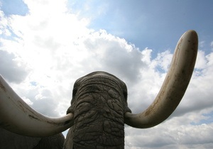 В Индии разыскивают слона, убившего 12 слоних
