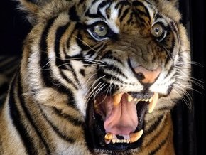 Из-за ошибки переводчика Россия подарит Южной Корее редчайших тигров