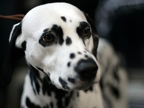 Британцу, чей пес растолстел до 70 кг, запретили заводить собаку в течение десяти лет