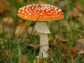 Почему люди травятся грибами и что делать в случае отравления