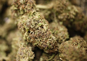 В Ивано-Франковской области милиция изъяла почти 30 кг марихуаны