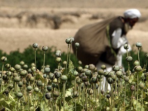 Афганскую провинцию объявили зоной, свободной от посевов наркокультур