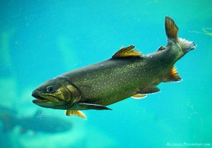 Новости науки: Биологи обнаружили рыбу, которая может прожить год без еды