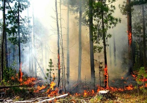 Арестован директор Новомосковского лесхоза, на территории которого сгорело 550 га леса