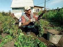 В Житомирской области огороды опрыснули ядохимикатами