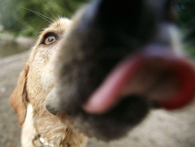 Собаки способны воспринимать мир глазами человека