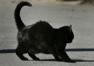 В США на Хэллоуин  приюты отказались принимать черных котов