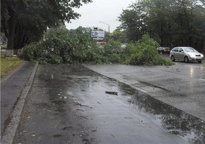 В киевском парке на двух женщин упало дерево