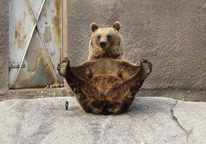 В Финляндии проживает медведица-йог