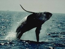 Ученые раскрыли секрет сна китов
