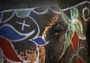 В Киевский зоопарк привезут слона со Шри-Ланки