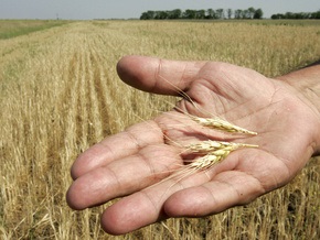 Минагрополитики прогнозирует сбор зерновых в объеме 42-43 млн тонн