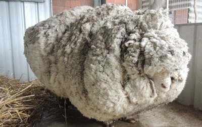 Найвідоміша вівця померла в Австралії