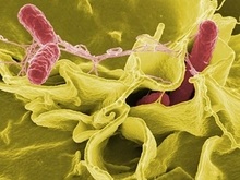 Бактерии научились питаться канцерогенами из горючего