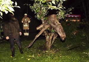 В Швеции спасли пьяного лося, застрявшего на дереве