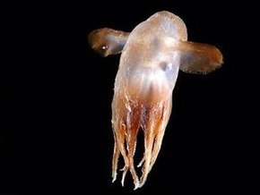 Ученые обнаружили в мировом океане почти 18 тыс. видов неизвестных существ