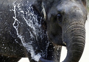 СМИ: Киевский зоопарк хочет купить слона из Голландии