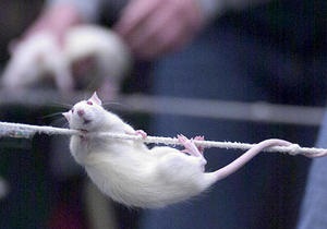 Стволовые клетки излечивают эпилепсию у мышей