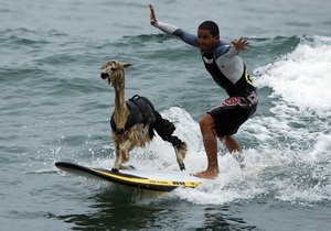 Перуанец научил альпаку заниматься серфингом