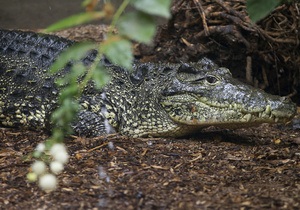 В Казахстане похищенные с выставки питон и крокодил нашлись на детской площадке
