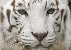 В Чили белый тигр напал на служителя зоопарка