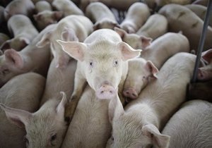 Скандал вокруг пандемии свиного гриппа: ВОЗ отвергла обвинения