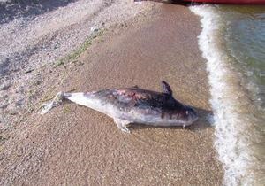 У берегов Мариуполя погиб редкий дельфин