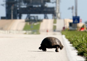 В Миннесоте водителей попросили уступать дорогу черепахам