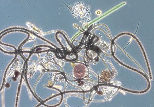 Ученые обнаружили организмы, соединяющиеся между собой подобно персонажам Аватара