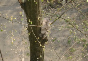 Жители Лесного массива в Киеве просят спасти кота, который не может самостоятельно слезть с дерева