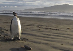 В Японии спустя 2,5 месяца поймали сбежавшего пингвина