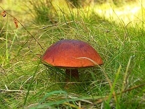 В Полтавской области грибами отравились сразу семь человек