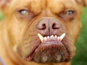 На конкурсе в Калифорнии выбрали самую уродливую собаку