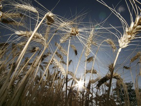 Украина выделит землю для выращивания зерна для нужд стран Африки