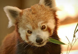 Новости США - новости о животных: Из вашингтонского зоопарка сбежала красная панда