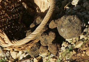 СМИ: В лесах Киевской области распылили яд, грибы не рекомендуют собирать в течение 20-ти дней