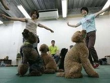 В Японии собаки берут уроки танцев