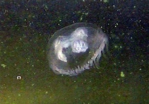 В московских водоемах появились медузы