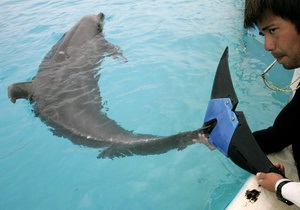 В Украине запретили вылов дельфинов
