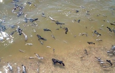 Масовий мор риби зафіксували також на Херсонщині