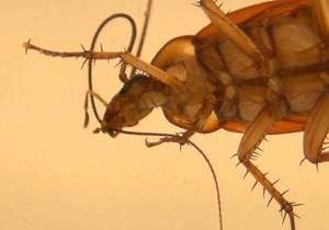 Биологи раскрыли секрет гигиены насекомых