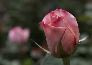 В Киеве в 2012 году высадили более 15 тыс. роз