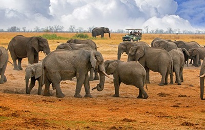 В Зимбабве вдвое увеличилось число неожиданно умерших слонов